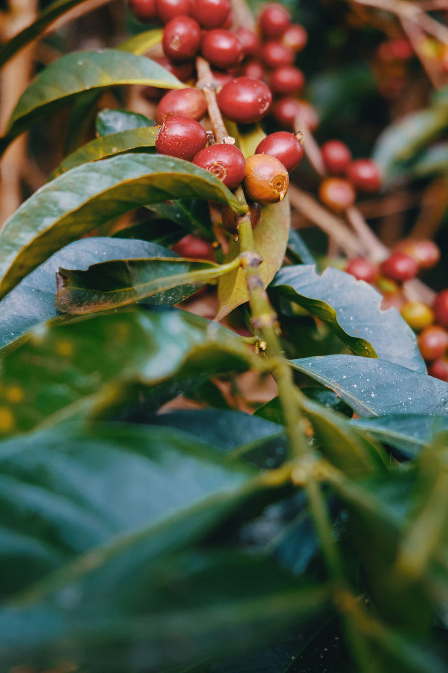 Ethiopia Resette Tsebel Washed | 25lb | A-5717