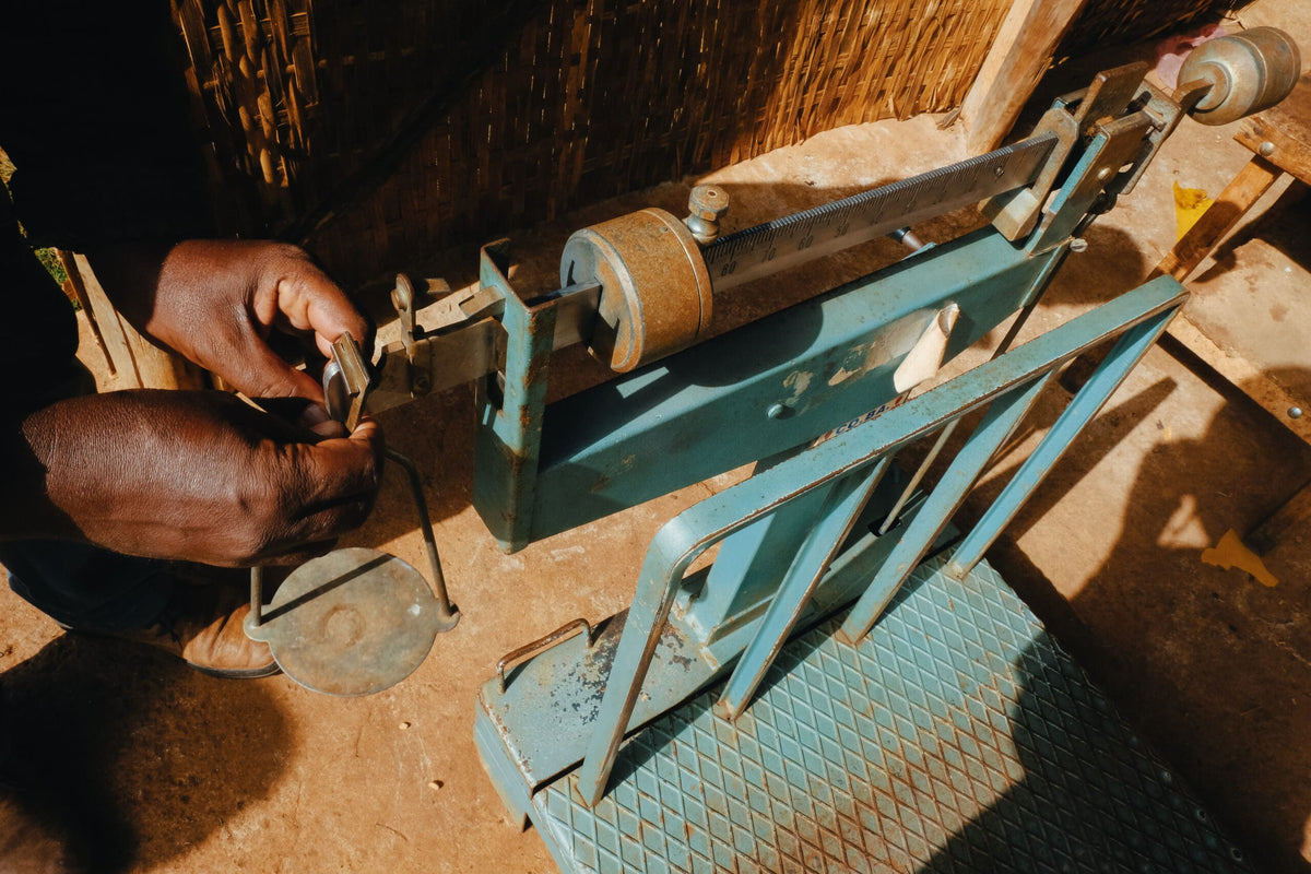 Ethiopia Resette Tsebel Washed | 25lb | Green Coffee from Ally Open