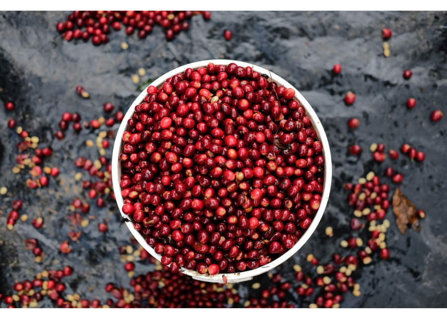 Nicaragua Santa Teresa de Mogoton Catuai Natural | 25 lb | A-4293