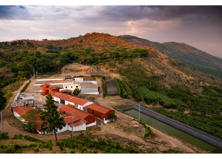 El Salvador Los Pirineos Rume Sudan Carbonic Maceration Washed | 15 lb | A-4195