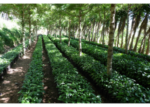 El Salvador Los Pirineos Rume Sudan Carbonic Maceration Washed | 25 lb | A-4195