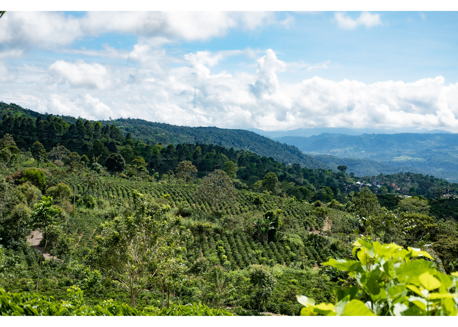 Costa Rica Aquiares Grand Peaberry Washed | 25 lb | A-3982