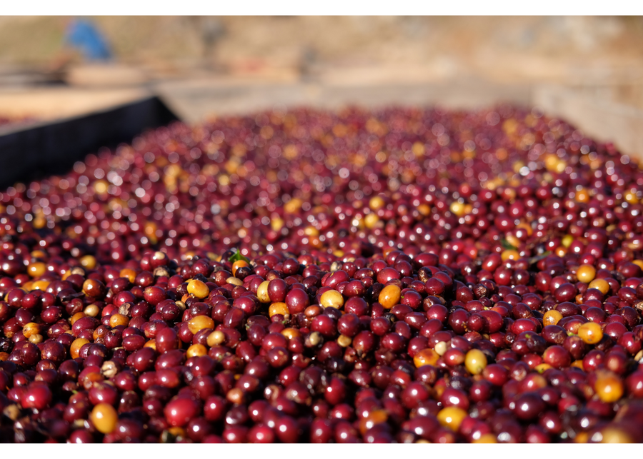 El Salvador Los Pirineos Rume Sudan Carbonic Maceration Washed | 25 lb | A-4195