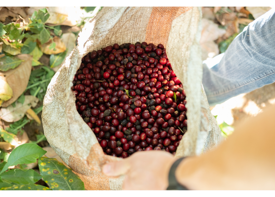 El Salvador Santa Matilde Bourbon Natural | 25 lb | A-4163