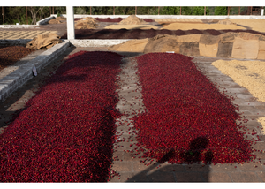 El Salvador Santa Matilde Bourbon Natural | 25 lb | A-4163