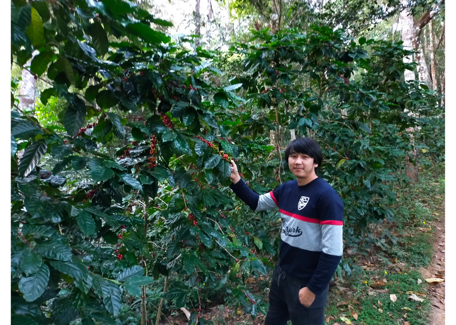 Thailand Mae Chedi Chiang Mai Anaerobic Washed | 25 lb | A-445123