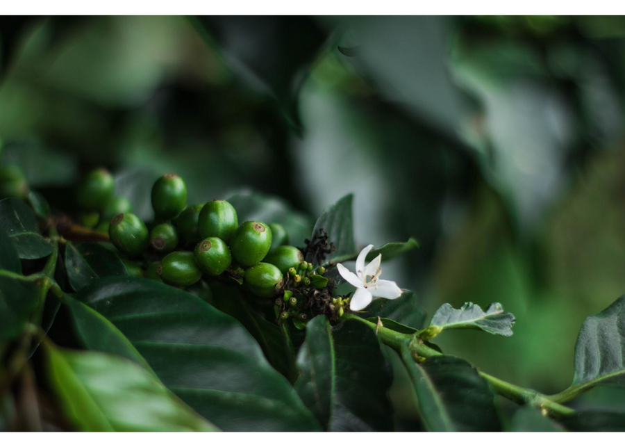 Colombia Aponte Caturra Honey | 25 lb | A-4193