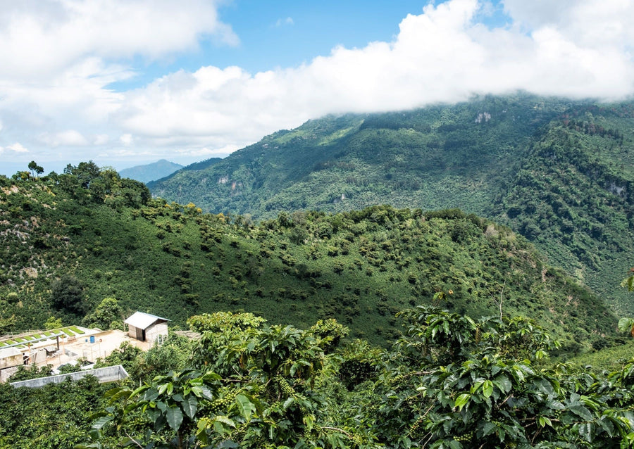Guatemala Ceiba | 50 lb | A-3943