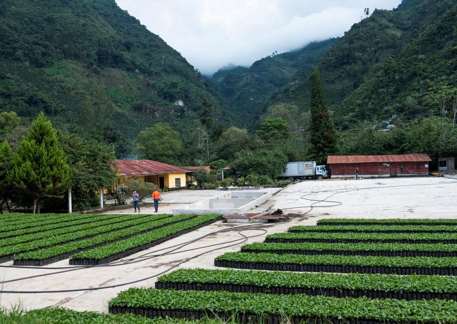 Sample | Guatemala Ceiba | A-4639