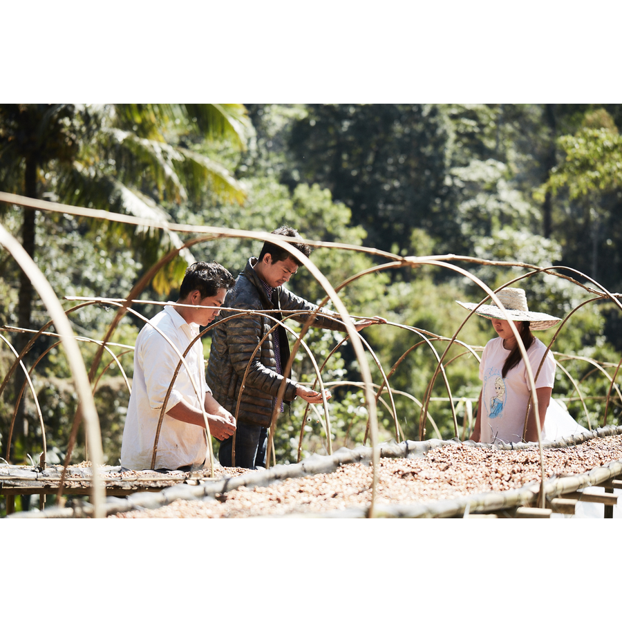 Thailand Doi Saket Typica Anaerobic Washed | 25 lb | A-3810