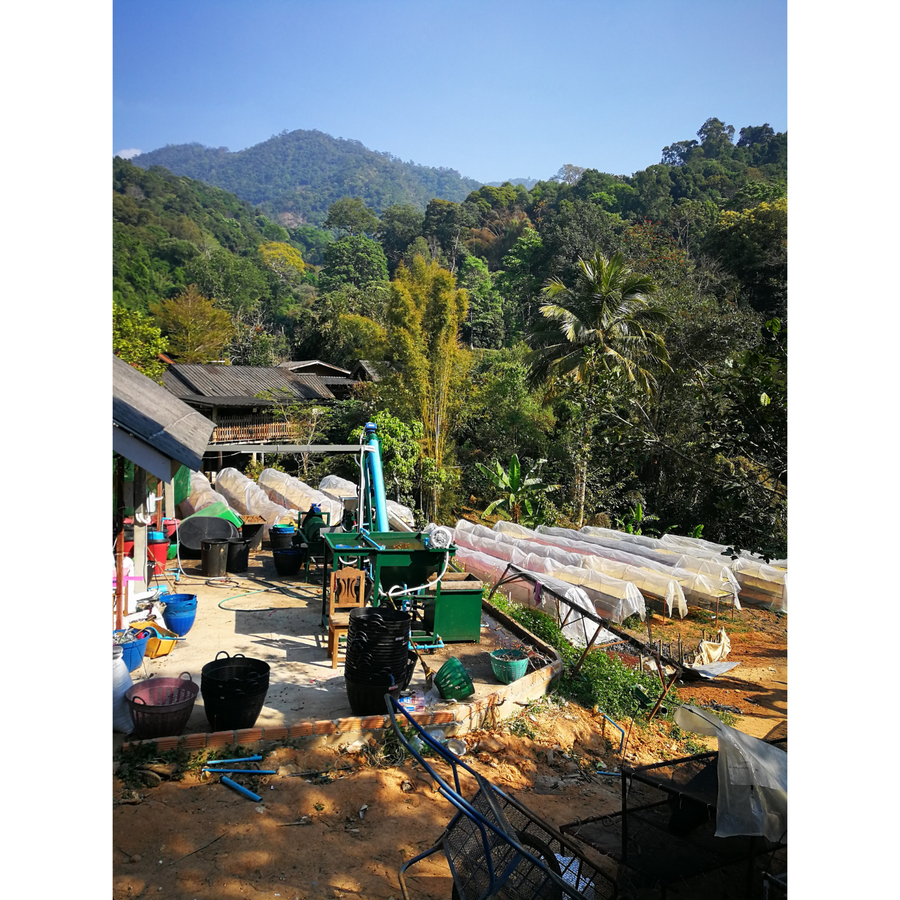 Thailand Doi Saket Typica Anaerobic Washed | 25 lb | A-3810