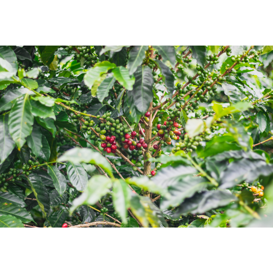 Colombia Palmera | 50 lb | A-4450