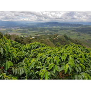 Colombia Palmera | 50 lb | A-3929
