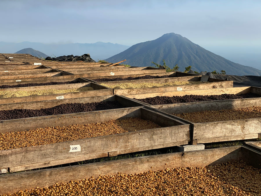 El Salvador Los Pirineos Pacamara Black Honey | 25 lb | A-3724