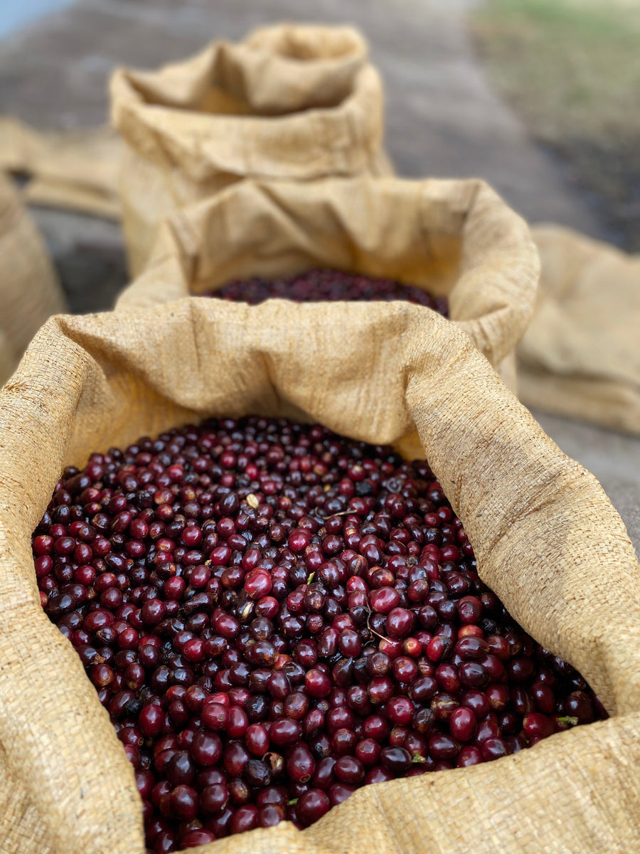 El Salvador Los Pirineos Pacamara Black Honey | 25 lb | A-3724