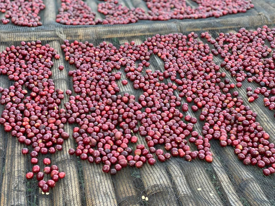 Ethiopia Guji Uraga Solomo 20 Day Anaerobic Natural | 25 lb | A-3481